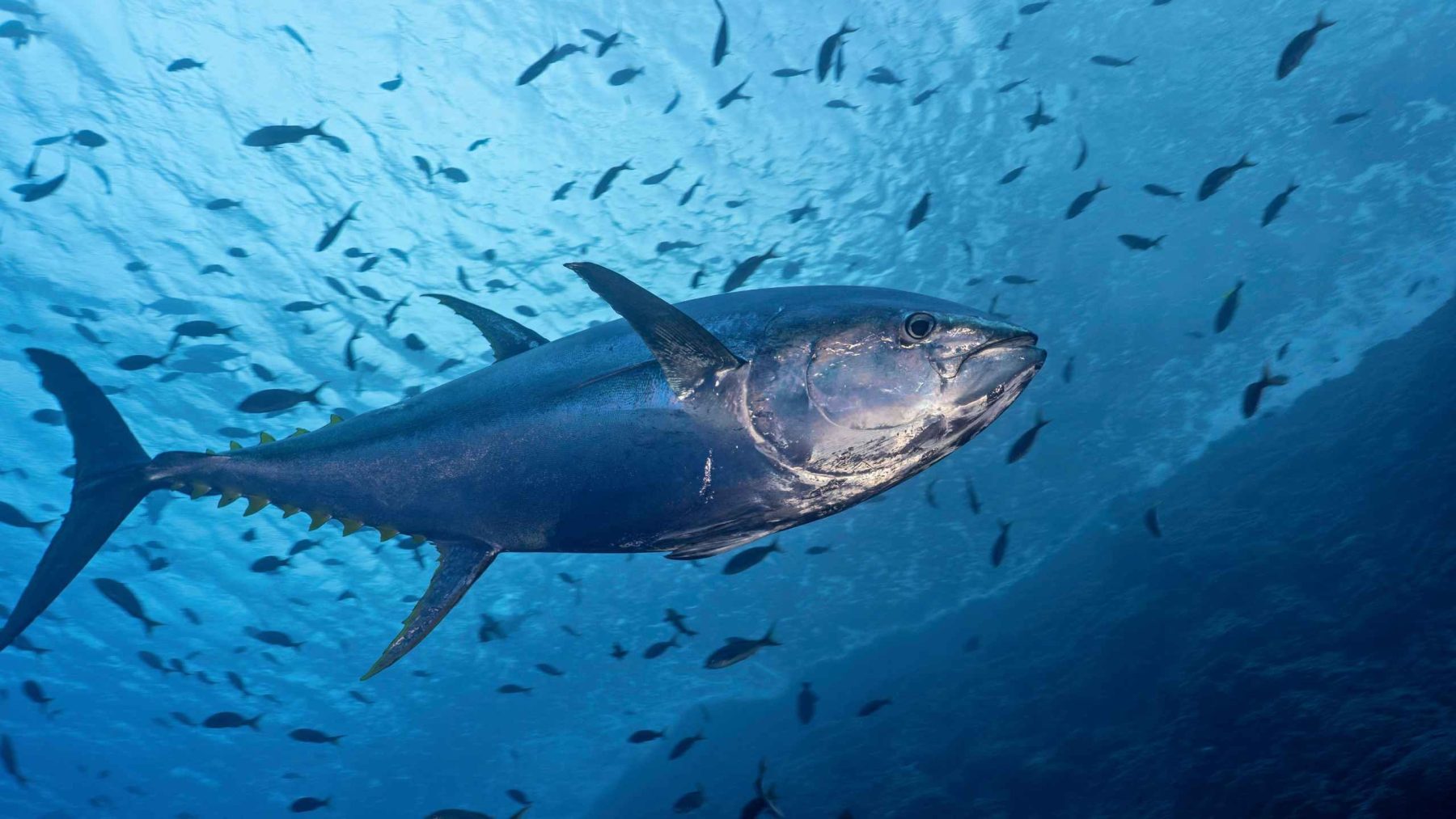 Dia do Atum: Descubra por que o peixe conquistou um dia só seu há nove anos
