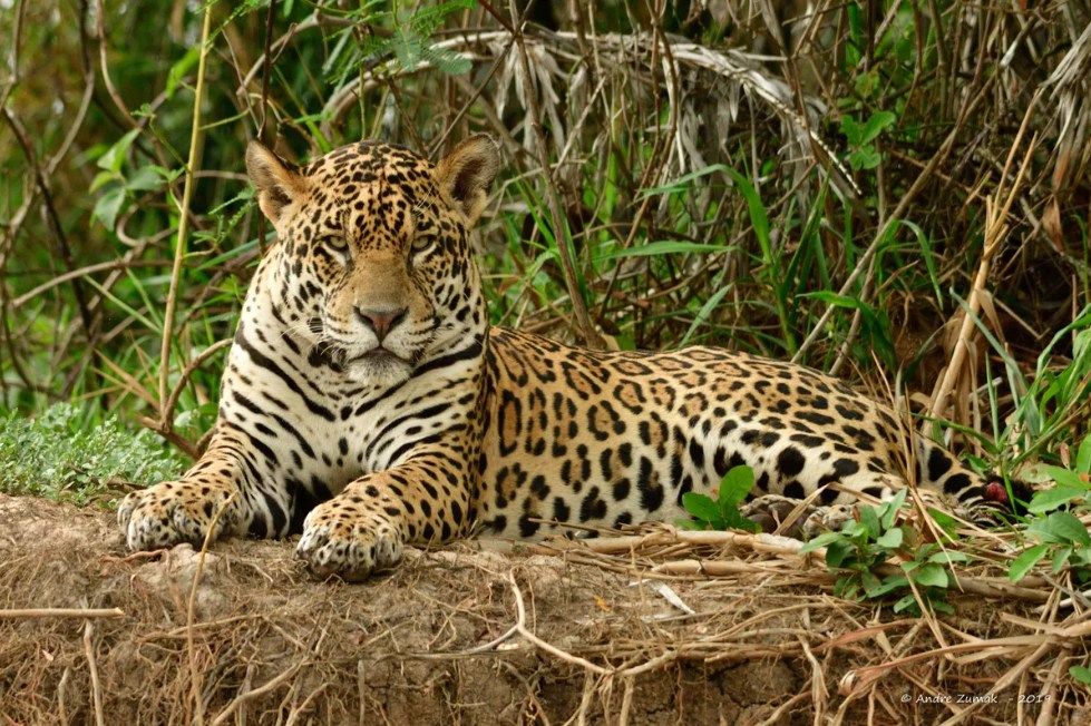 Onça é tudo igual? Especialista explica a diferença entre pintada, parda e preta