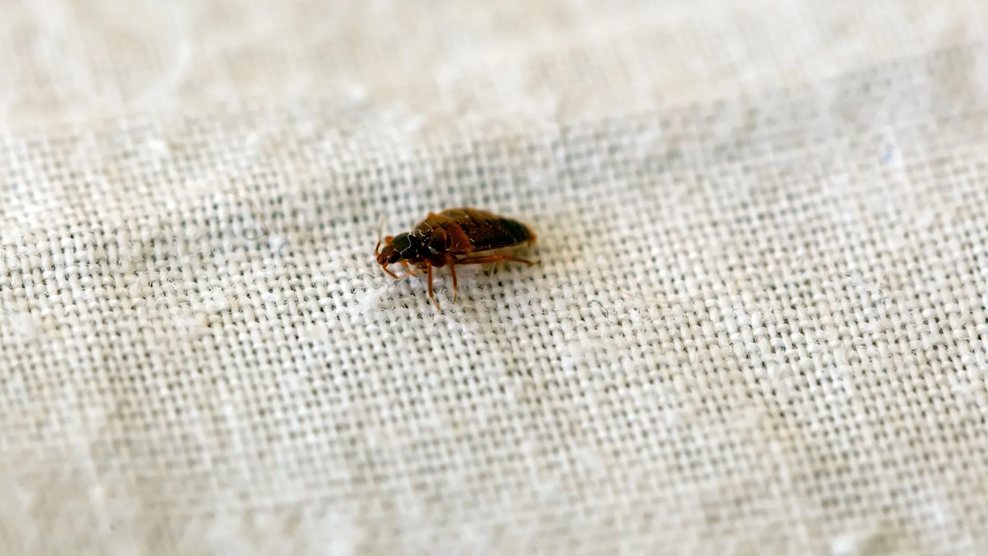 Veja um truque para acabar com ácaros e percevejos em poucos minutos