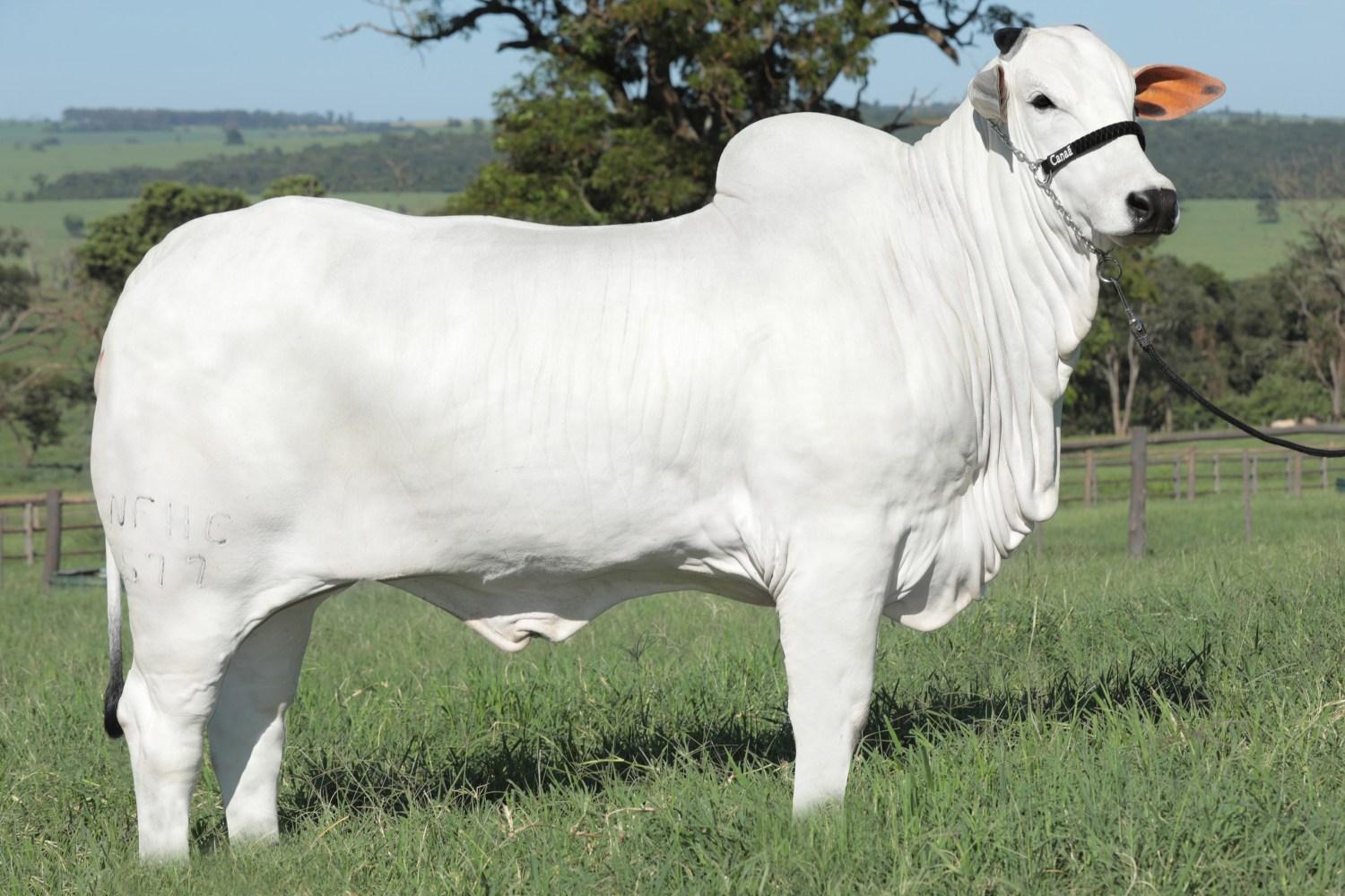 Parla FIV AJJ é valorizada em R$ 27 milhões e se torna a vaca Nelore mais cara do mundo