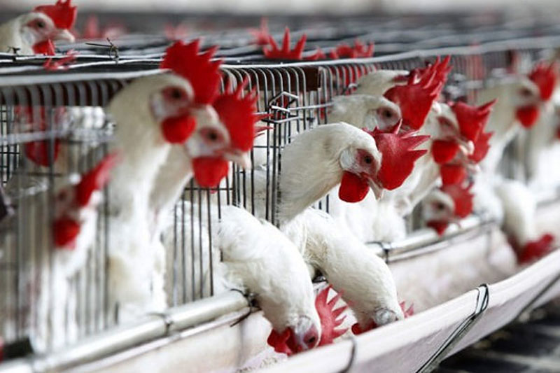 Espírito Santo prorroga por mais 180 dias Estado de Emergência Zoossanitária contra Influenza Aviária