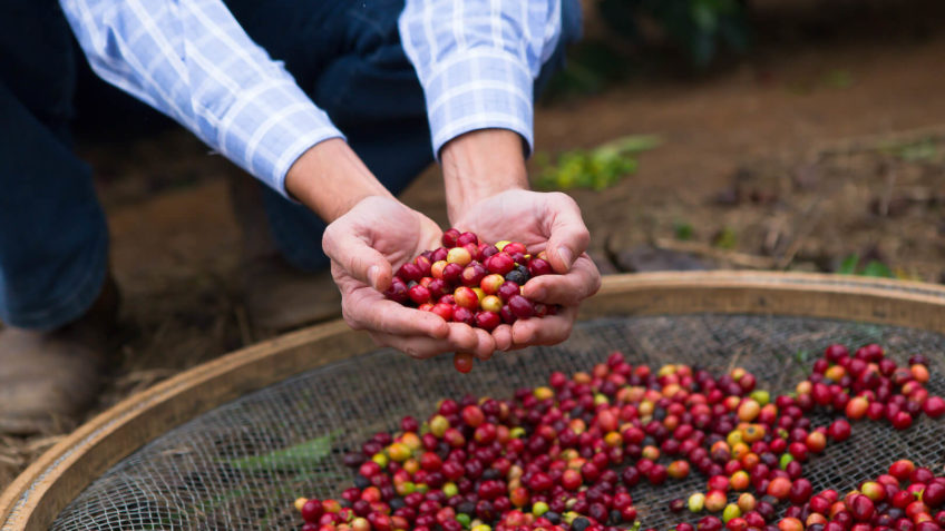 Brasil deve colher 55,7 mi de sacas de café em 2025, diz Conab