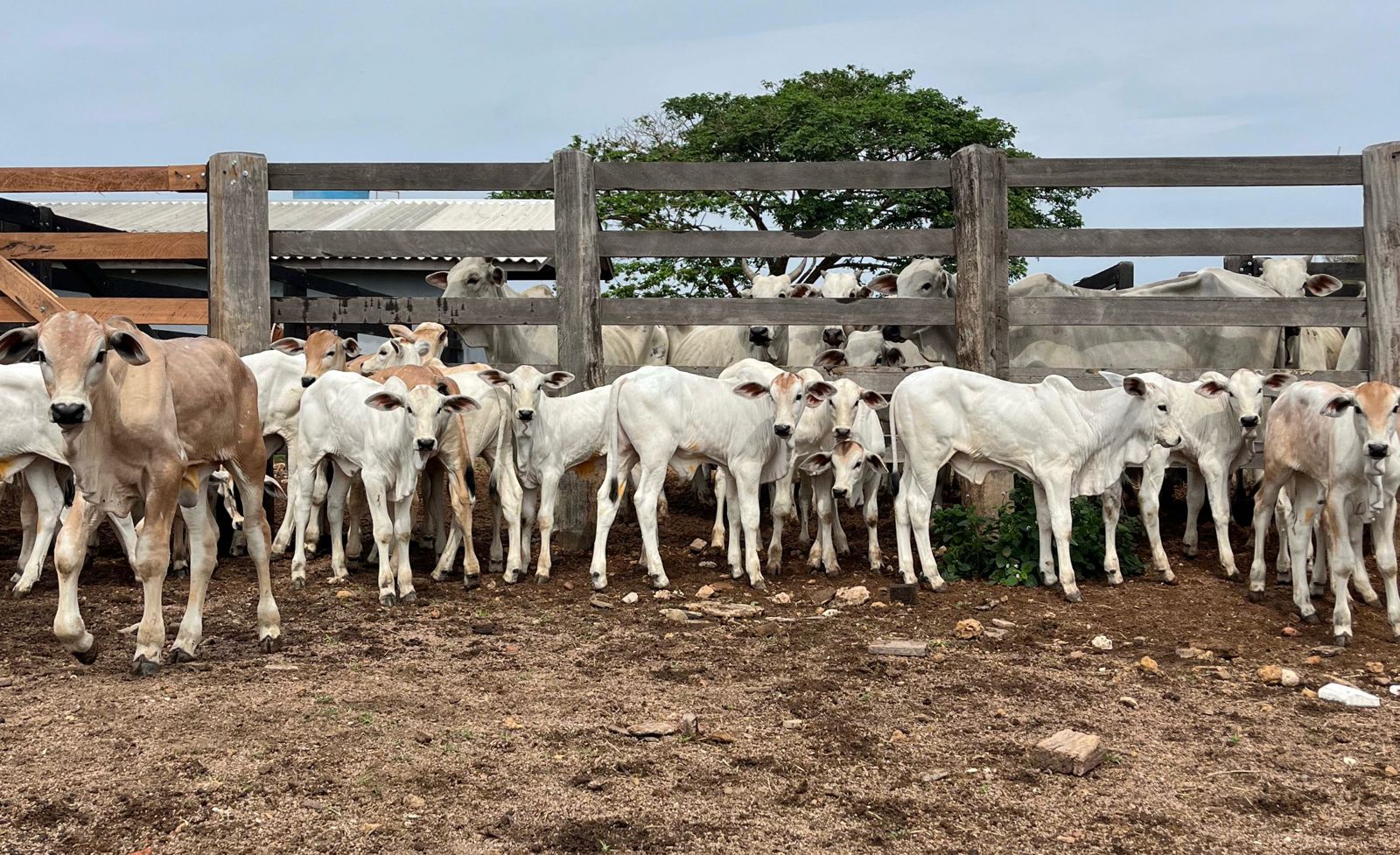 Bezerro supera R$ 13,30/kg em importante praça pecuária; confira