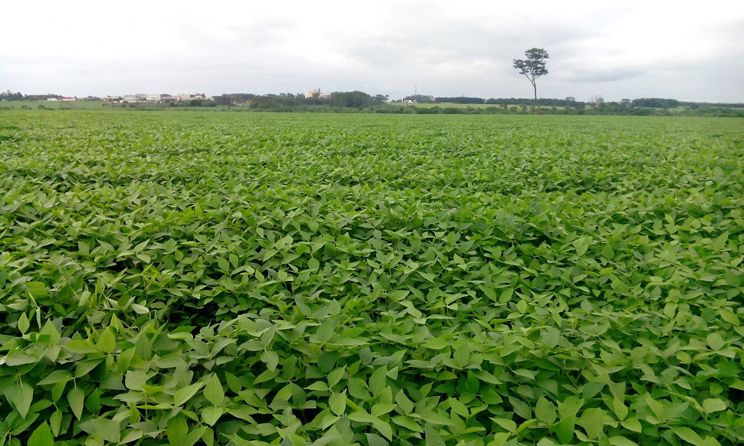 Agrodefesa monitora mosca-branca e viroses do feijoeiro em 12 municípios de Goiás