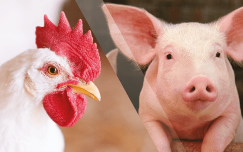 Custos de produção de frangos de corte e de suínos sobem em abril