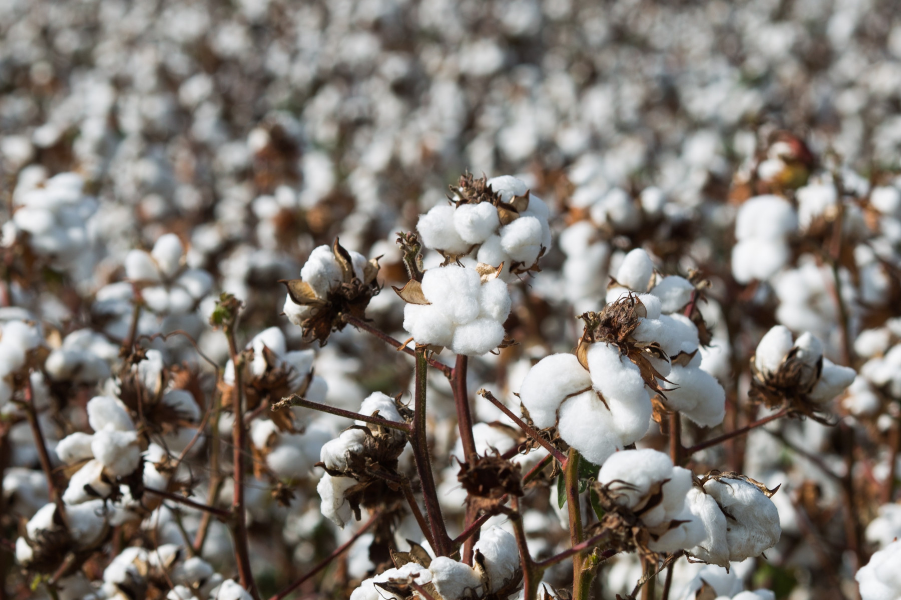 O poder das pragas de comprometer a produção de algodão do Cerrado