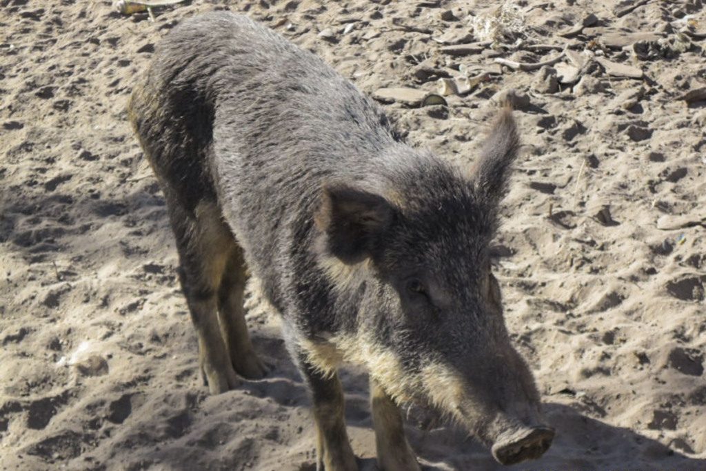 Invasão de porcos selvagens coloca lavouras de milho em risco no Centro-Oeste