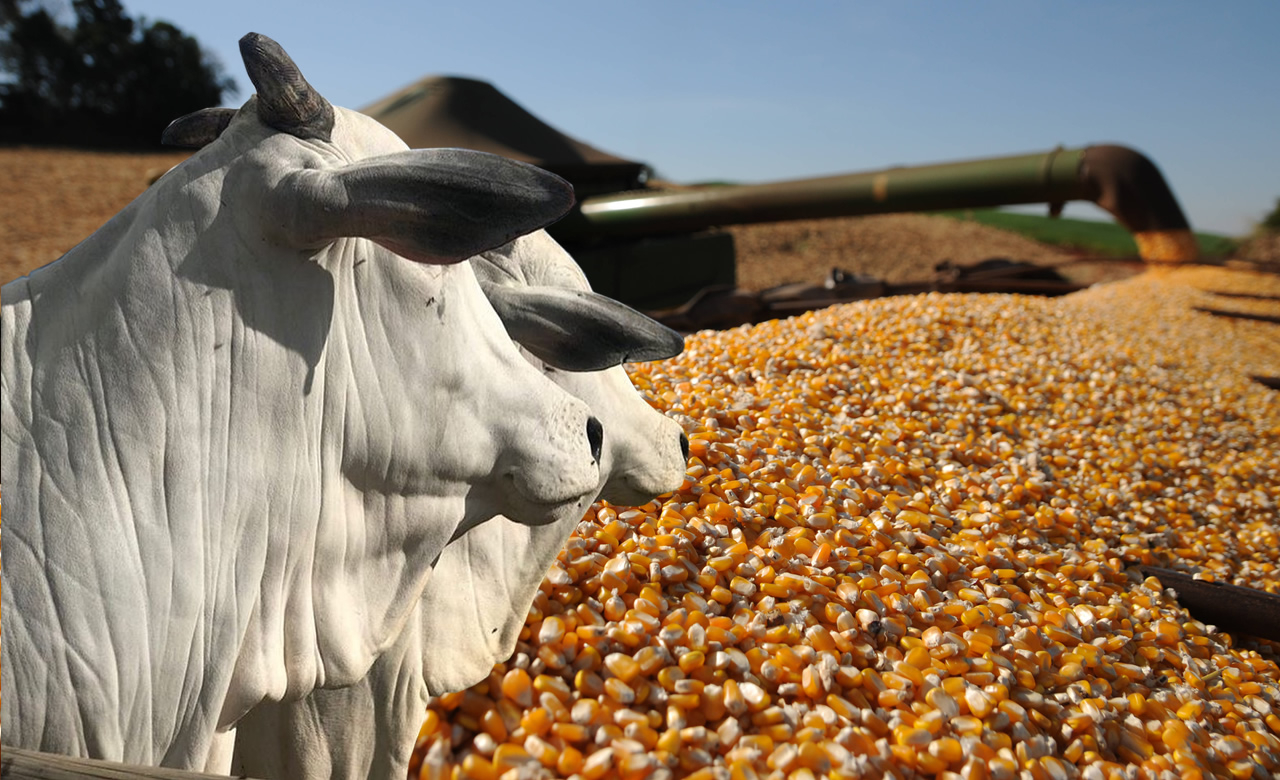 CNA calcula avanço de 13% no Valor Bruto da Produção agropecuária em 2025