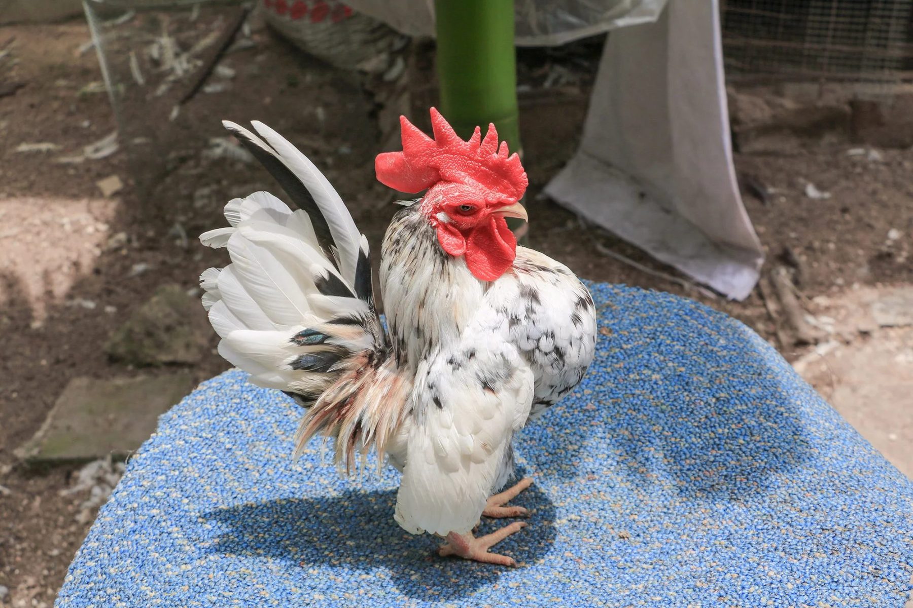 Conheça a impressionante menor galinha do mundo
