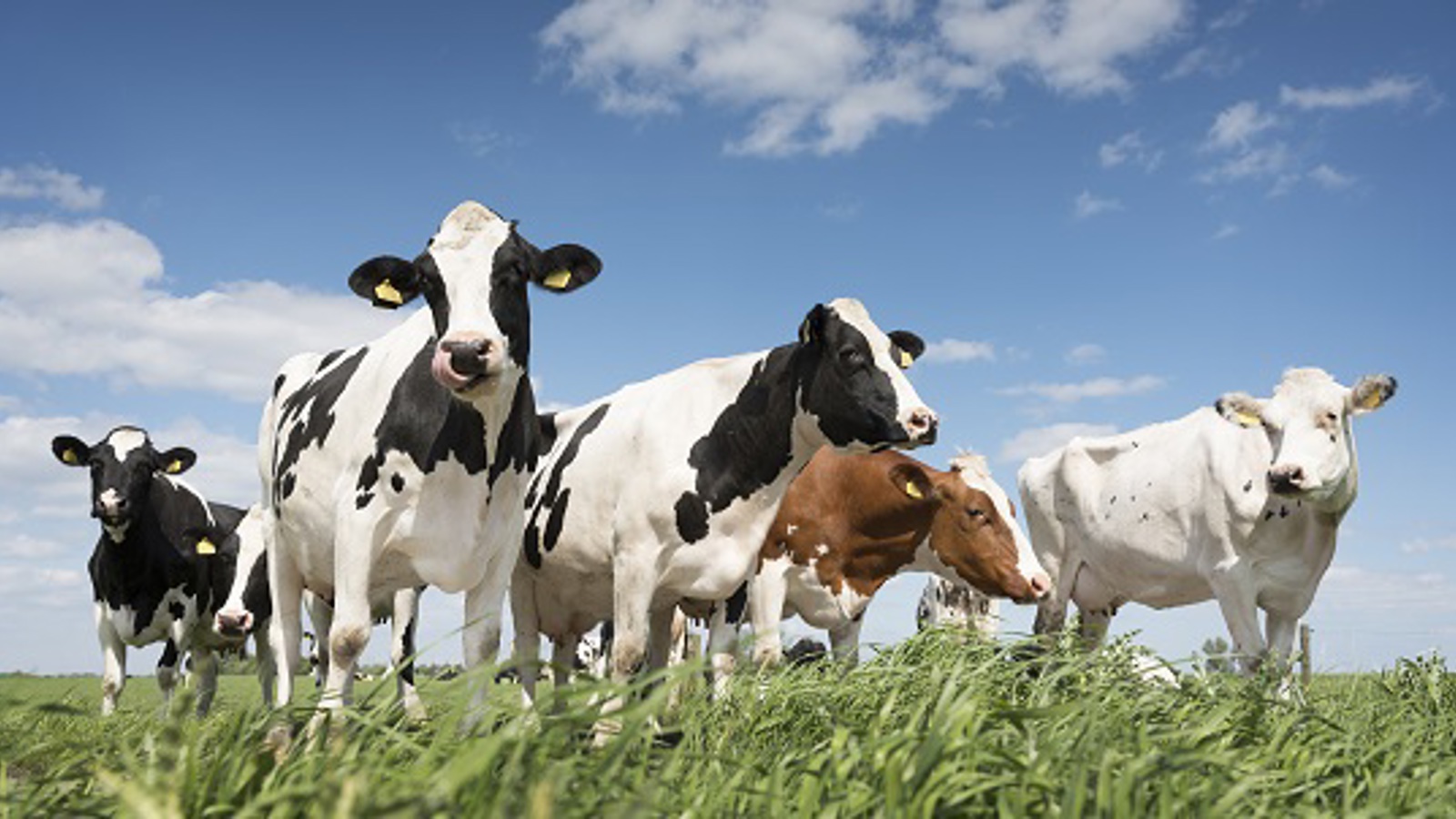 Menos calor, mais leite: tecnologia australiana “cria” vacas à prova de calor