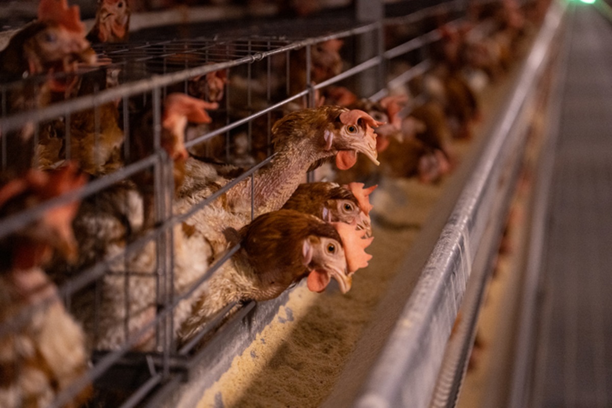 China veta importação de todos os produtos derivados de aves do Brasil