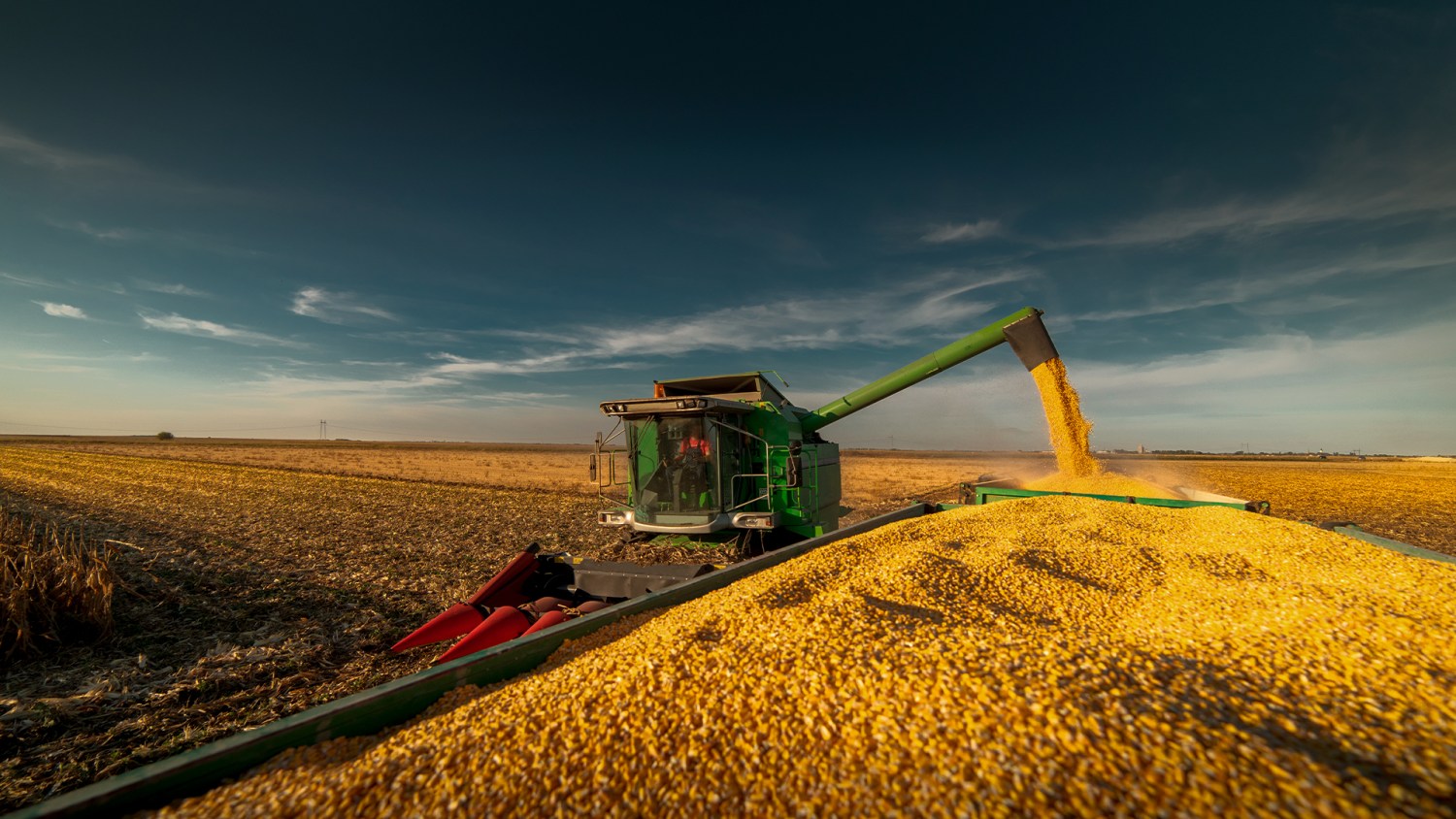 Milho/Imea: colheita da safrinha atinge 0,97% da área em MT