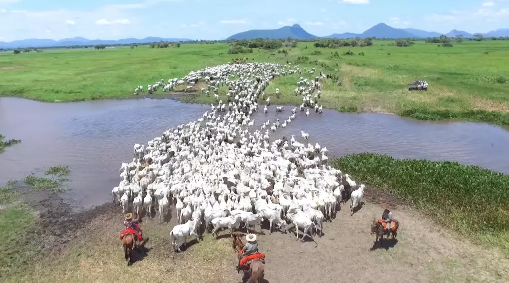 Do pasto à proteção: como o gado virou aliado no combate a queimadas