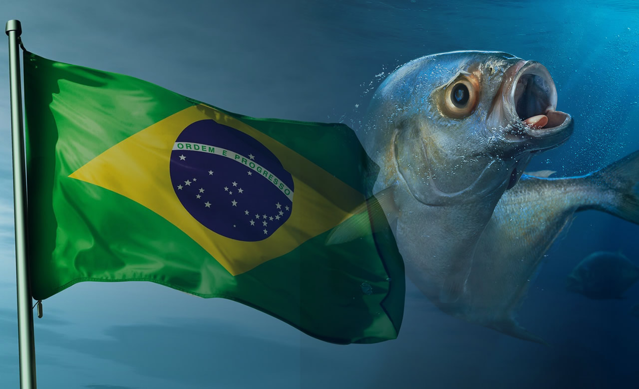 Concurso de Tilápia premia os maiores exemplares de Minas Gerais