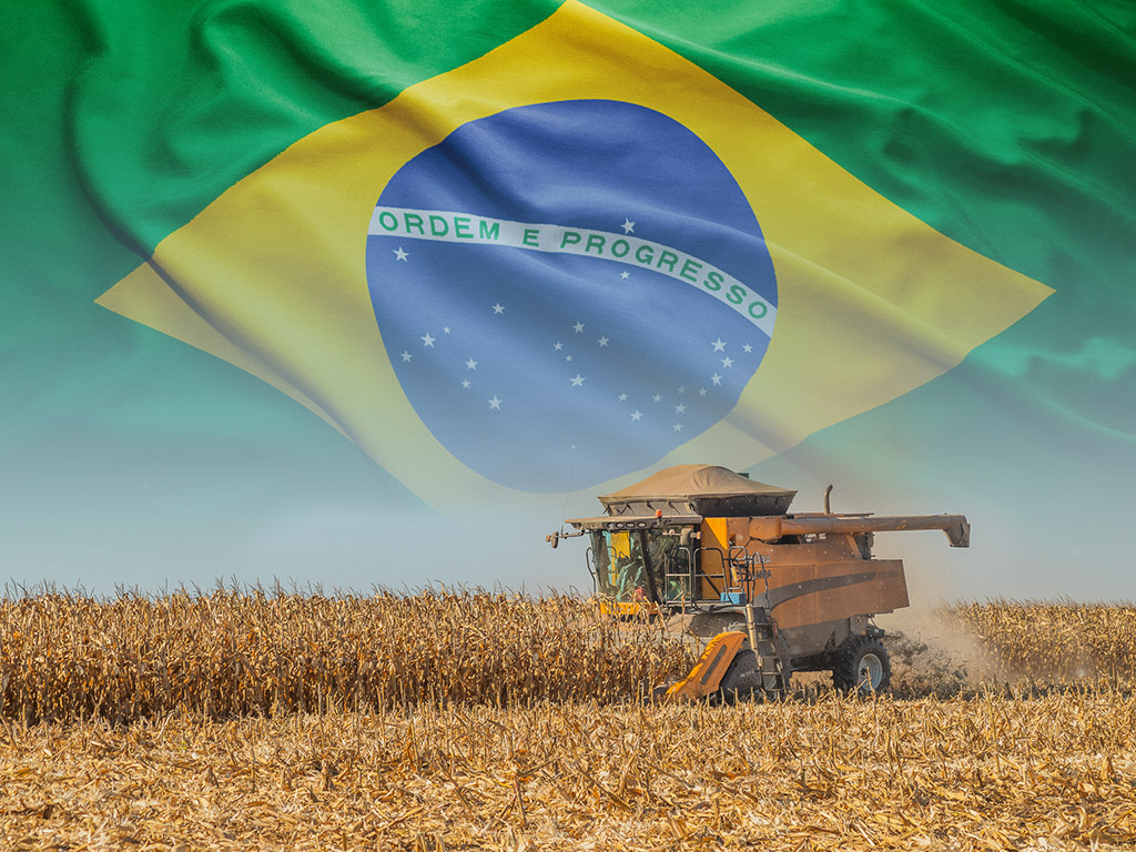 Oferta crescente e retração compradora mantém preços do milho em queda
