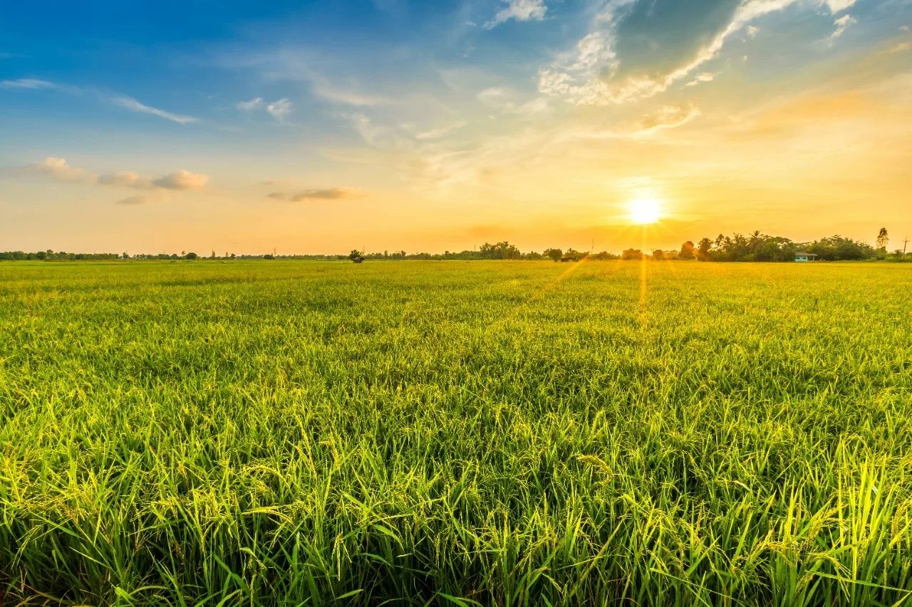 CNA: Agropecuária foi destaque no primeiro trimestre do ano com crescimento de 12,2%