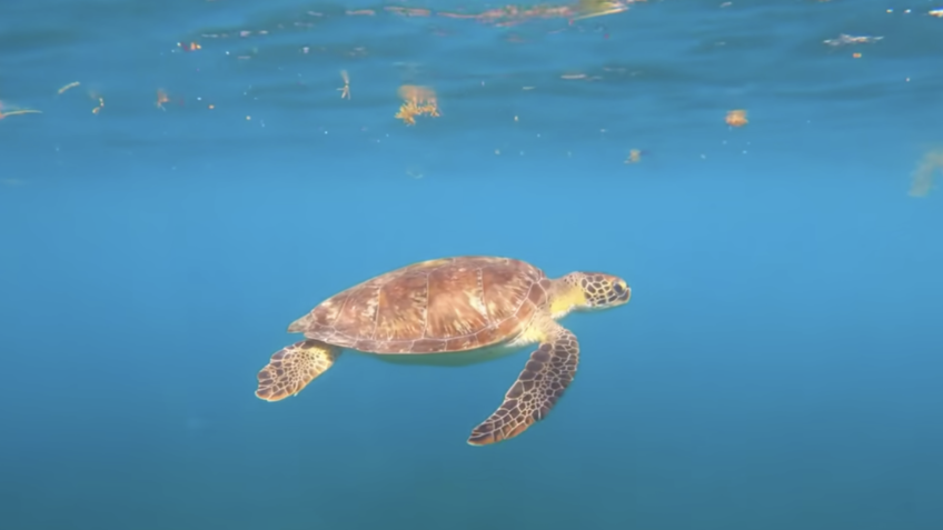 Conferência da ONU busca proteção de 30% dos oceanos