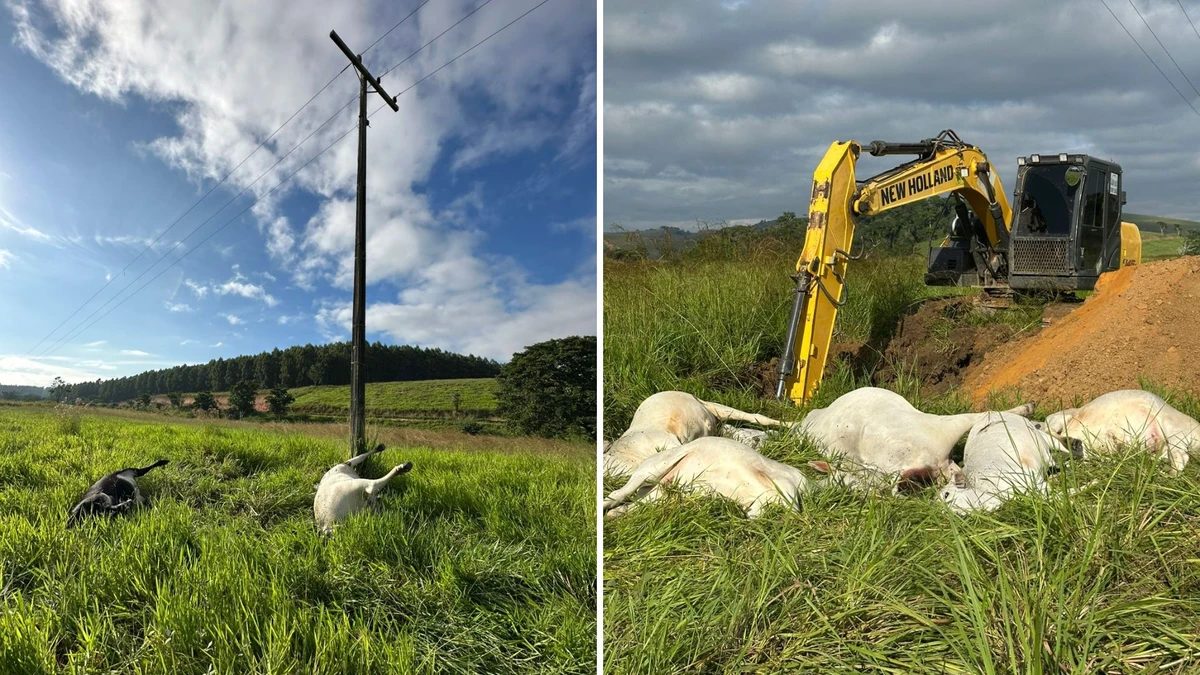 Fio de alta tensão cai e mata vacas prenhes e bezerros em Linhares