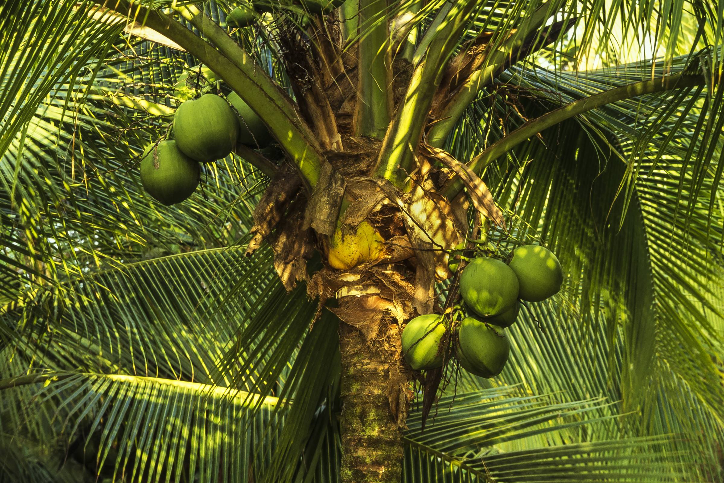 Fruta ajuda a emagrecer e acelera metabolismo, mas poucos sabem disso