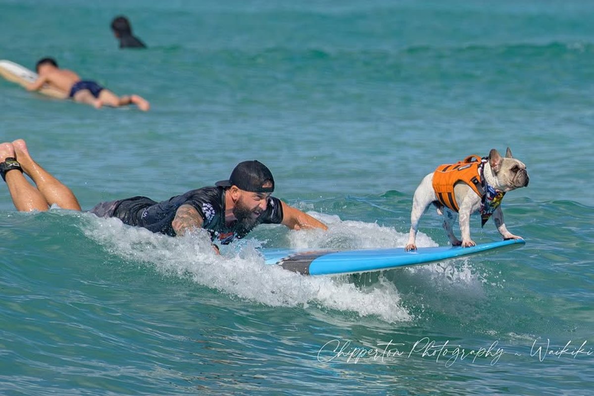 Conheça Dale, o buldogue surfista do live-action de Lilo & Stitch