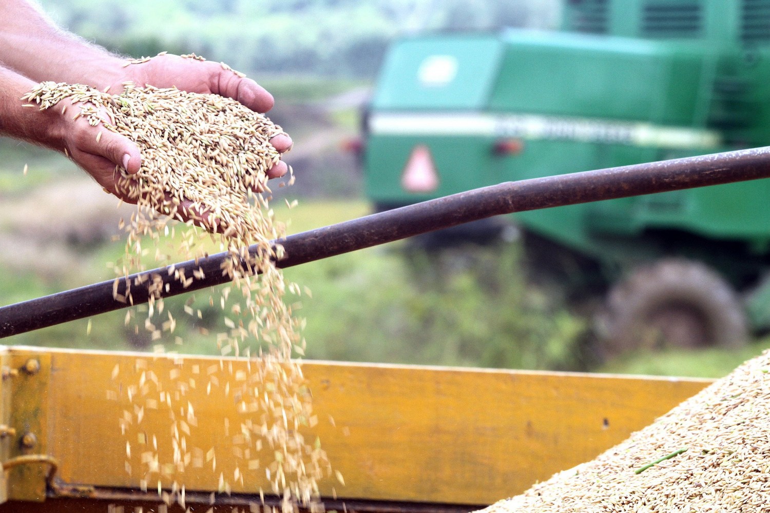 Preços do arroz são os menores em três anos