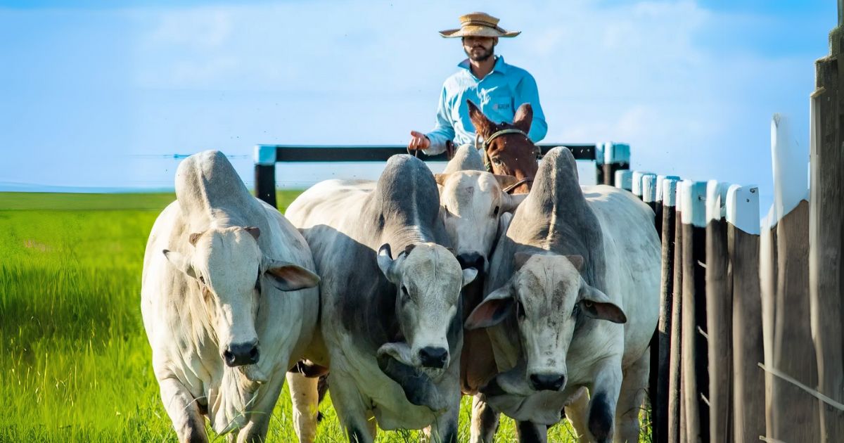 Sustentabilidade: o pilar econômico e a pecuária brasileira