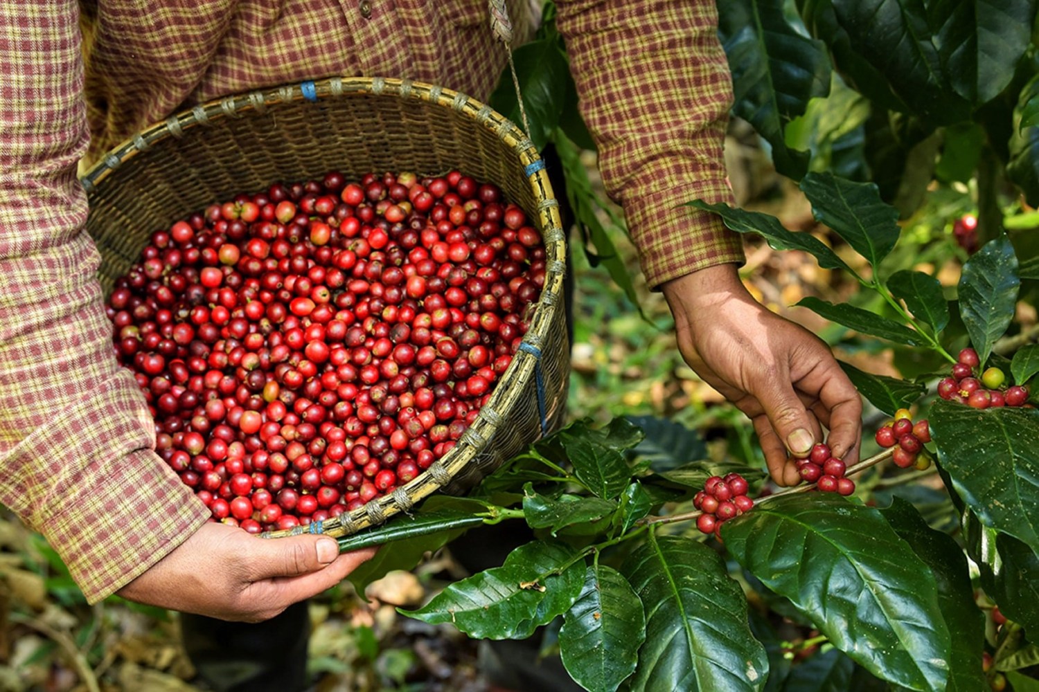 Colheita de café avança, e preços caem com mais força em maio