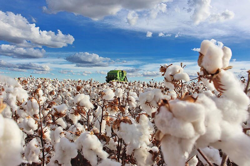 Com 4ª alta mensal, indicador do algodão é o maior desde março de 2023