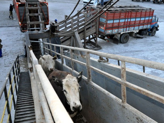 Indonésia autoriza importação de gado vivo do Brasil e amplia cota para 534 mil cabeças