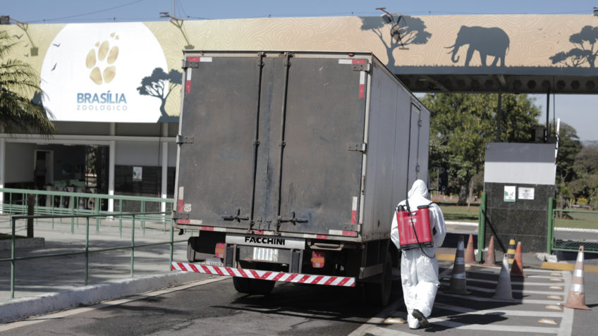 Ministério da Agricultura investiga 8 suspeitas de gripe aviária