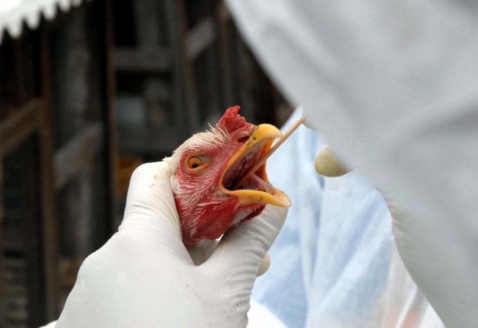 Fávaro cita suspeita de gripe aviária investigada em planta comercial em Teutônia