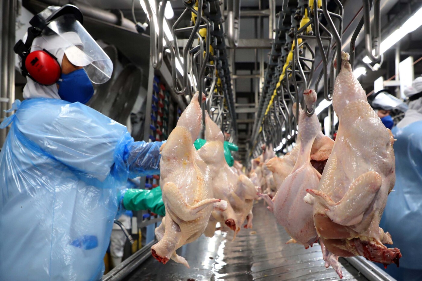 Fávaro: é provável que grande comprador diminua embargo ao frango