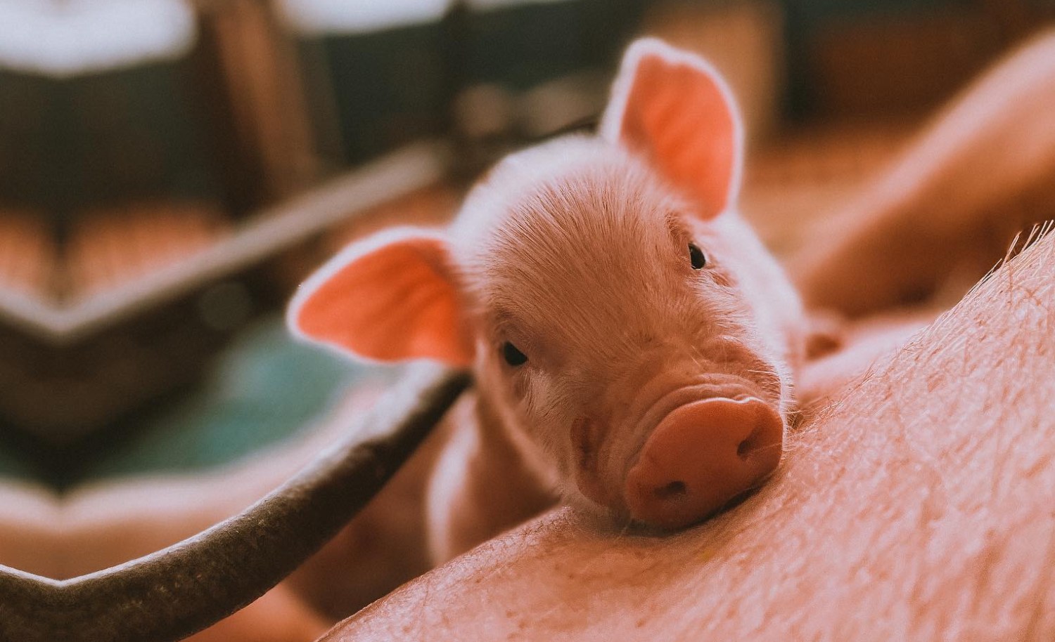 Veja como a imunocastração transforma a carne suína e evita o ‘mau cheiro’