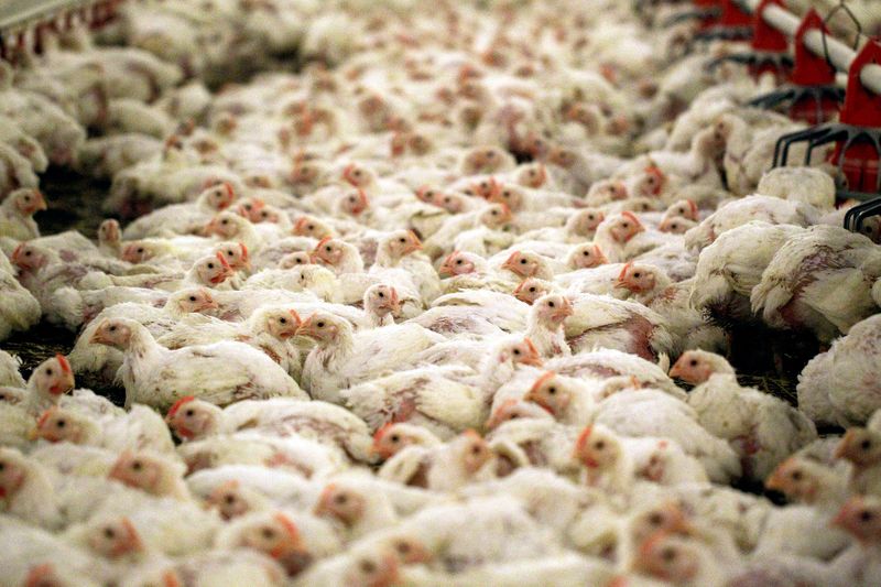 Gripe aviária: carne de aves do Brasil segue com restrições em 21 países