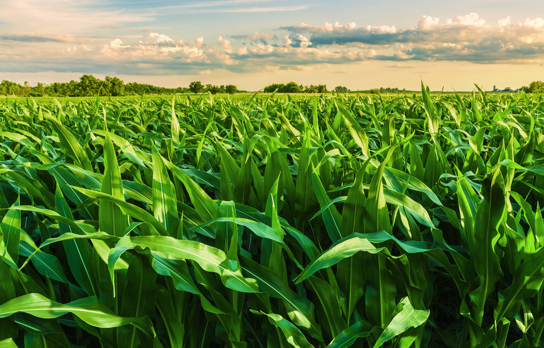 Chuvas acima da média beneficiarão 2ª safra de milho do Brasil, diz EarthDaily Agro