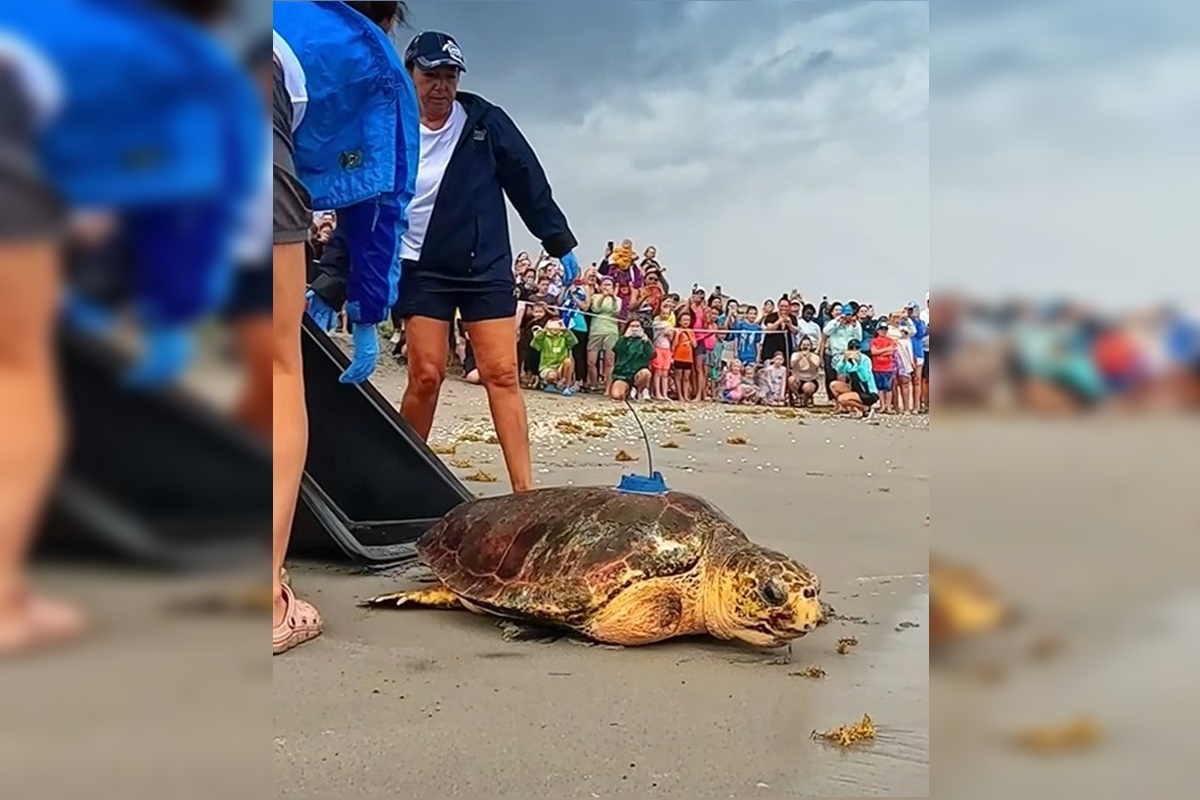 Vídeo: após amputação da nadadeira, tartaruga marinha volta ao mar