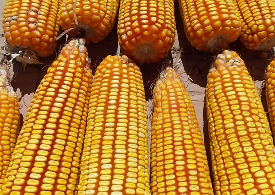EUA vendem 942,3 mil t de milho da safra 2024/25, aponta USDA