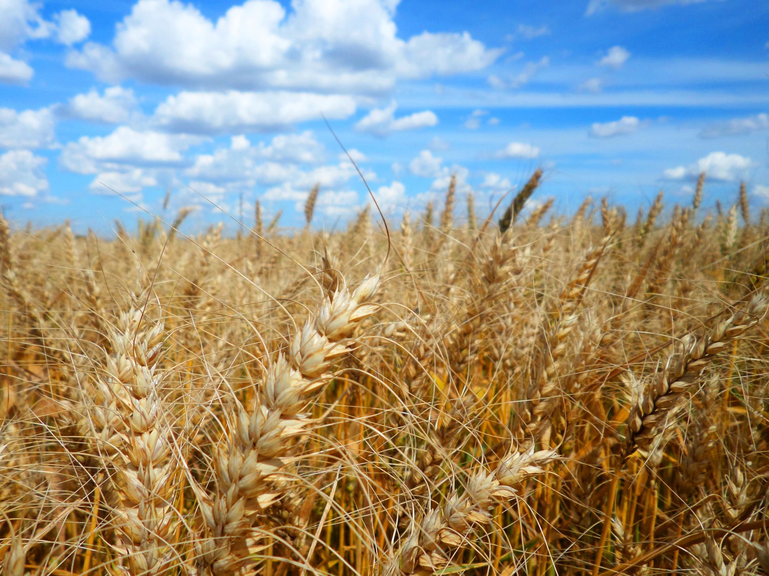 Cancelamentos superam vendas de trigo nos EUA em 49,1 mil t, diz USDA
