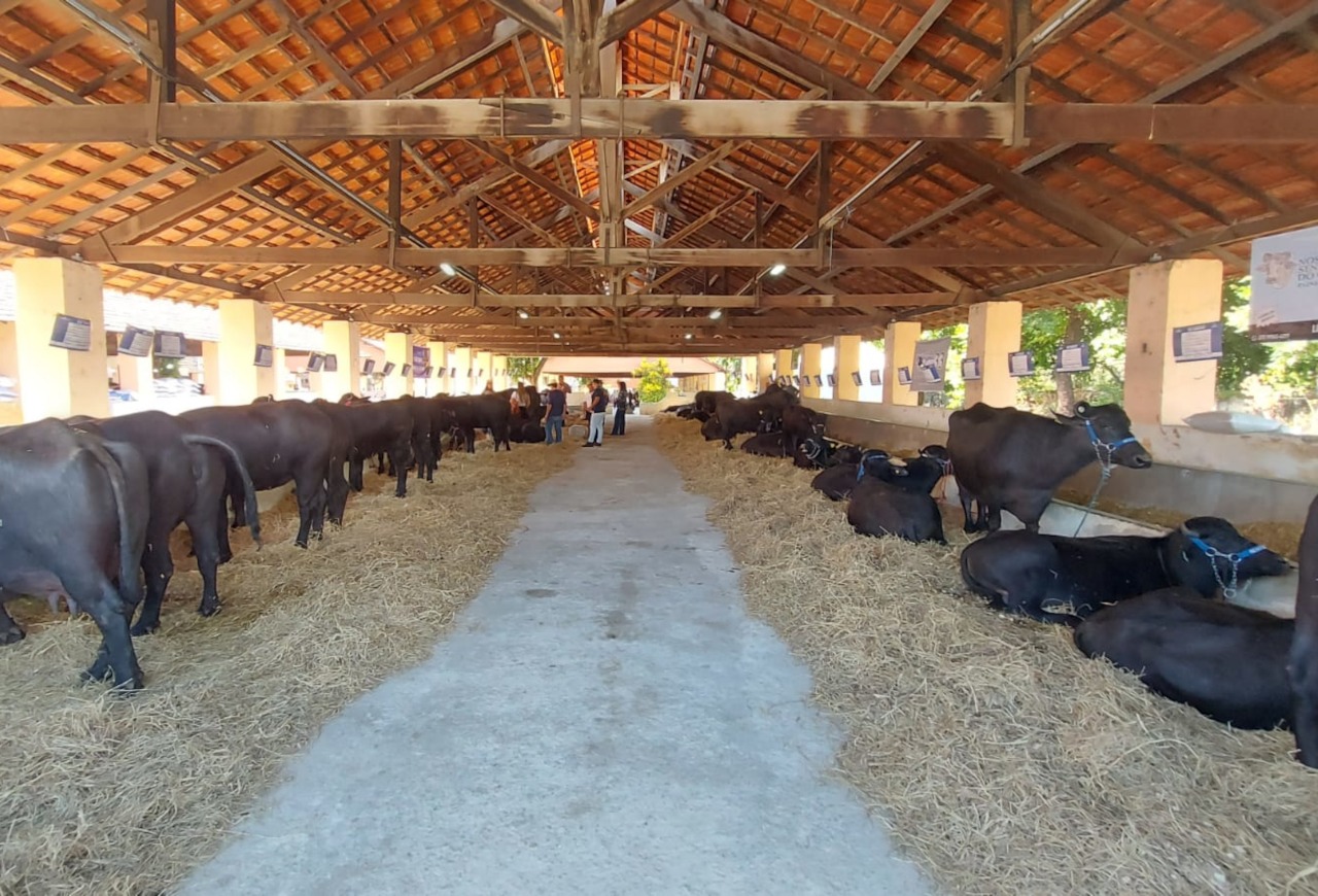 ABCB destaca búfalos na Megaleite com exposição técnica e comemoração dos 65 anos