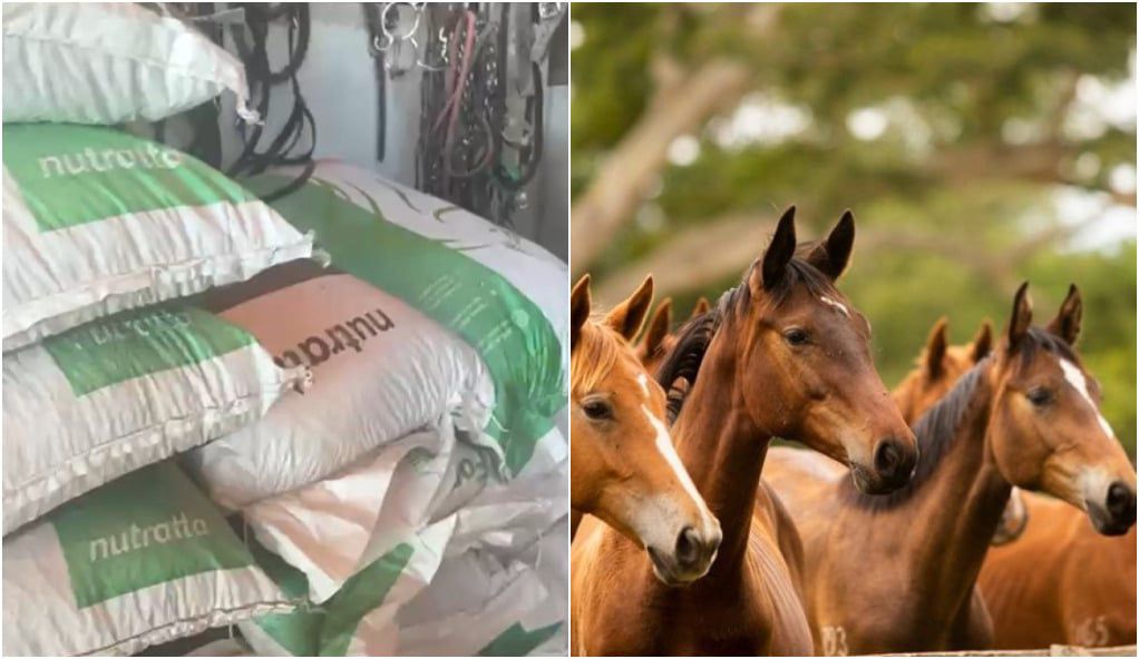 Ração suspeita de contaminação pode ter matado quase 30 cavalos