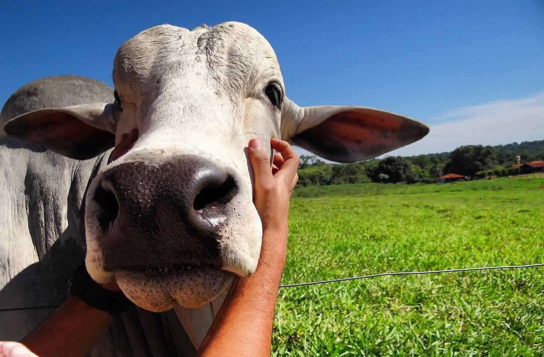 Animais da fazenda: descubra as doenças mais comuns entre eles e como tratá-las