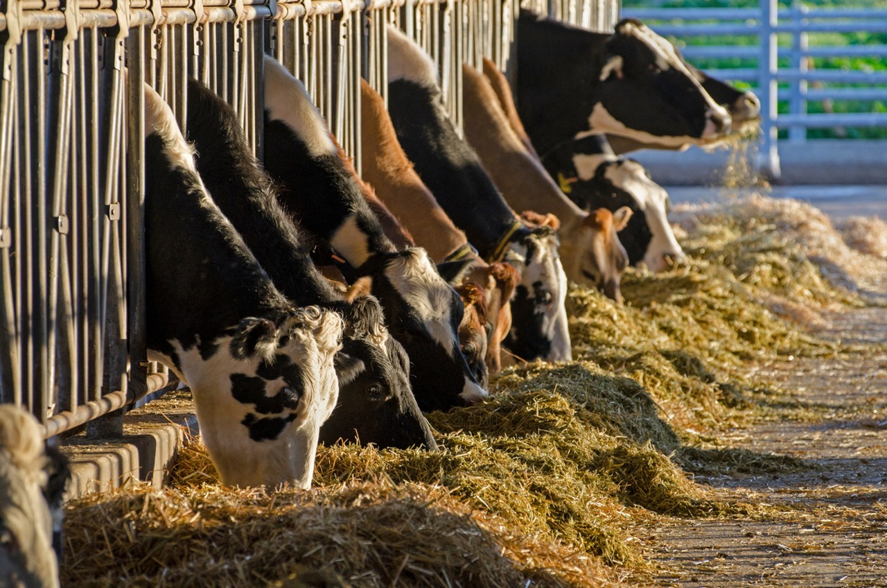 Polinutri apresenta portfólio completo para nutrição animal na PecNordeste 2025 com soluções para aves, suínos e aquacultura