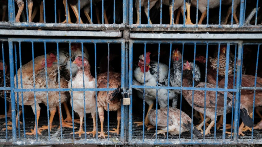 Brasil investiga 12 casos suspeitos de gripe aviária