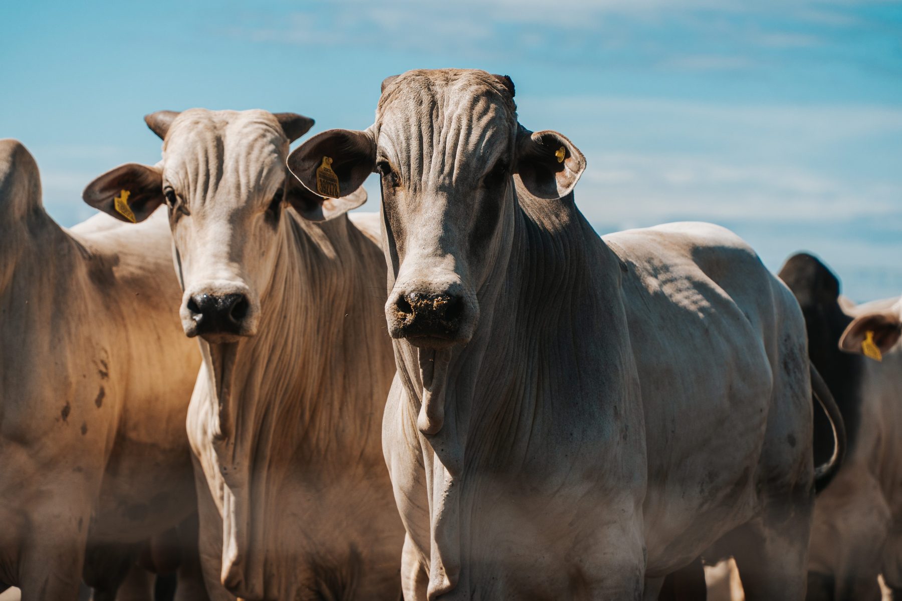 Minerva Foods é a primeira empresa da América do Sul a conquistar selo europeu de bem-estar animal, o Welfair
