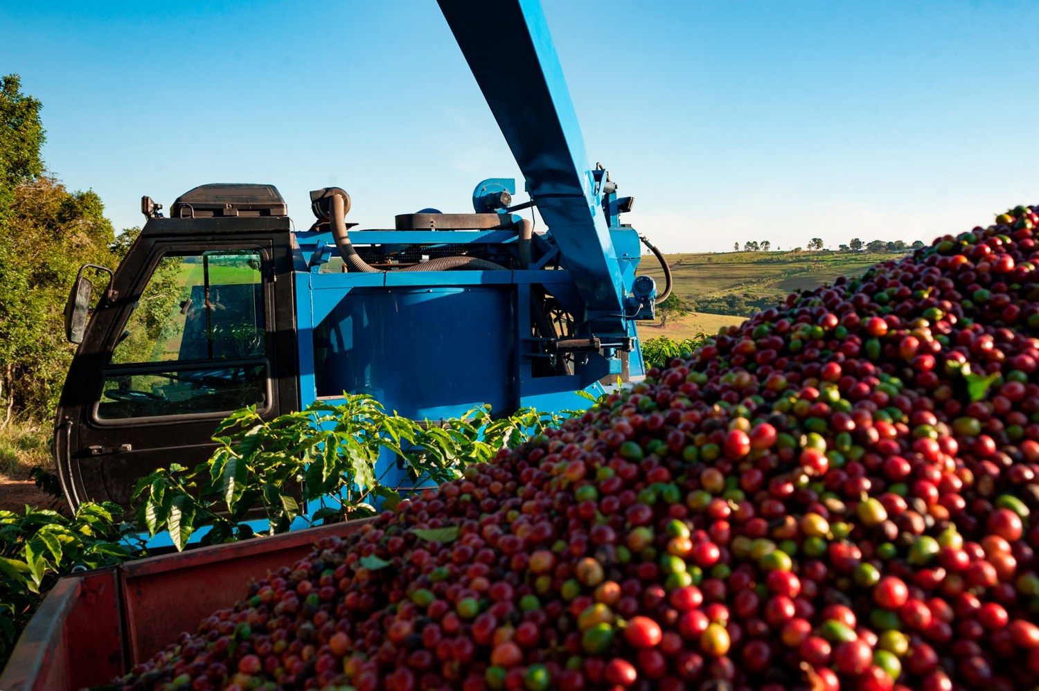 Colheita de café atinge 28% da safra 2025/26 do Brasil, mantendo bom andamento