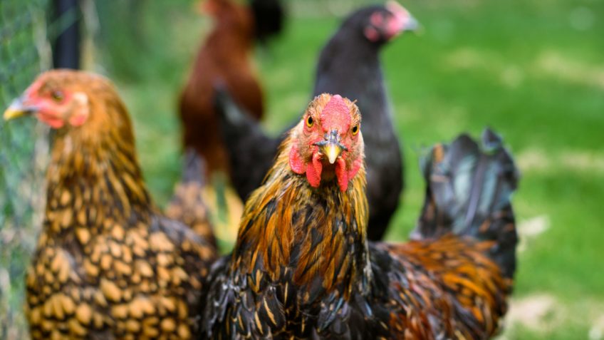 Brasil tem 10 suspeitas de gripe aviária; há 4 casos confirmados