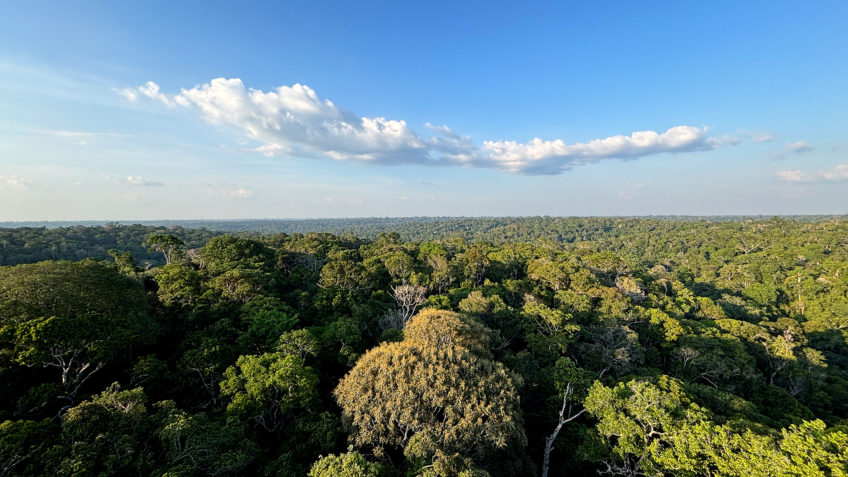 Amazônia ganha centro de pesquisas para áreas desmatadas