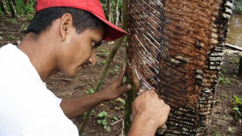 Projeto busca facilitar acesso de extrativistas ao crédito rural