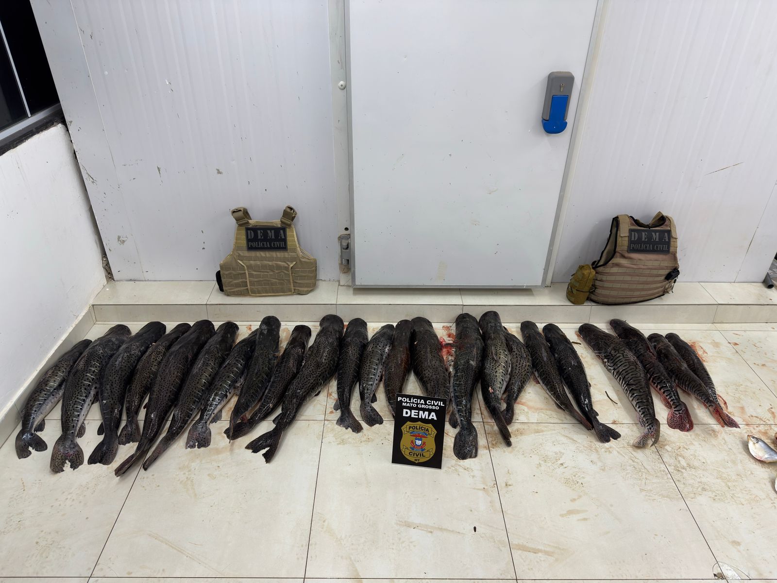 Polícia Civil apreende 124 quilos de pescado ilegal em propriedade rural em Barão de Melgaço
