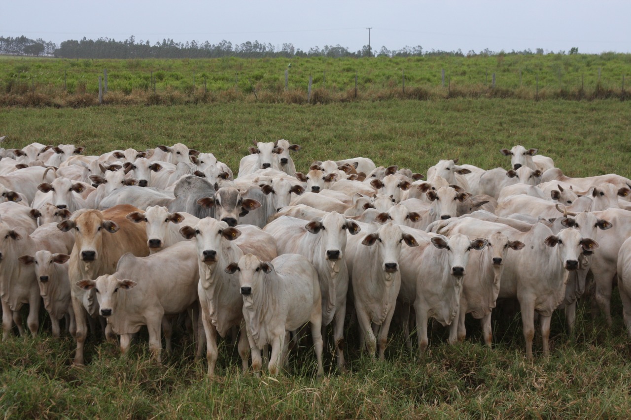 Sanidade e melhoramento genético, as bases que fazem da pecuária brasileira uma potência